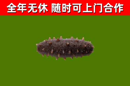 兴安回收海参干